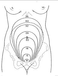 The cervix during early pregnancy is hard, but at the same time, it stays high. 5 02 Changes Of The Reproductive System During Pregnancy Obstetric And Newborn Care I