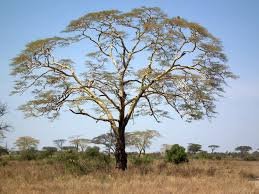 Image result for Acacia kirkii