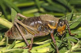 Millions of Mormon Crickets Might Be Invading Your Space Soon