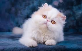Black And White Persian Cat With Blue Eyes Download Wallpapers Persian Cat Close Up Yellow Eyes Fluffy Cat Kitten Cats Domestic Cats White Cat Pets Persian Besthqwallpapers Com Persian Cat White Fluffy Cat Persian Cat