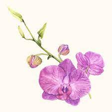 Hand Drawn Orchid Flower Isolated Orchid Drawing How To Draw Hands Orchid Flower