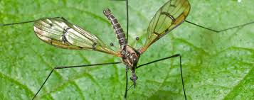 Biting midges have segmented antennae, two wings, six legs and females have a proboscis for drawing blood. Diptera Flies Mosquitoes And Midges Zfmk Zoological Research Museum Alexander Koenig