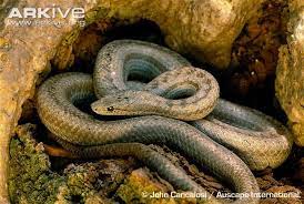 Antiguan Racer Photo Alsophis Antiguae G5632 Arkive Deadly Animals Amphibians Pics Of Snakes