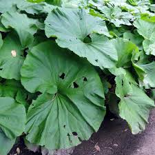 Die kolbenartigen blütenstände erinnern an die form von trauben. Petasites Japonicus