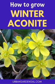 These yellow flowers will bloom in late winter. How To Grow Winter Aconite Flowers Bulb Flowers Summer Flowering Bulbs Amazing Flowers