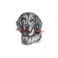 Image result for alpský brakýř jezevčíkovitý