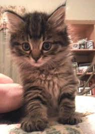 0ee971fb40bea8b9a426e39dbd61ad32 Jpg 500 704 Tabby Cat Tabby Kitten Tabby