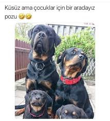 Hilal Yoruk Adli Kullanicinin Mizah Karikatur Panosundaki Pin Hayvanlar Komik Kopek