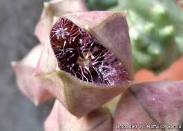 Image result for Orbea melanantha