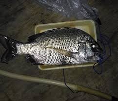 Apakah anda sudah pernah mencobanya? Tips Mancing Bekukon Ikan Kapuran Kailbayu