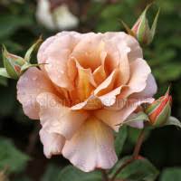 We did not find results for: Julia S Rose