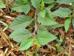 Image result for Sida rhombifolia