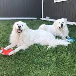 PuppyFind | Great Pyrenees Puppies for Sale
