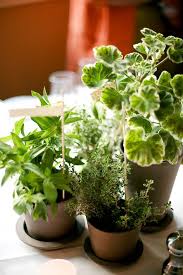 1+ cups of small gravel. How To Use Potted Plants In Your Wedding Decor 47 Unique Ideas Weddingomania