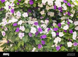 Image result for Brunfelsia australis