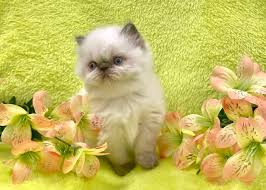 I yr health guarantee 31 yrs experienced breeder. Khloe S Kittens Persian Kittens For Sale Himalayan Kittens For Sale Exotic Shorthair Kittens For Sale Exotic Longhair Kittens For Sale
