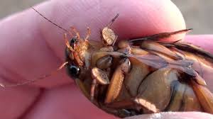 The great diving beetle, true to its name, is a rather large insect. Predaceous Diving Beetle Dytiscidae Dysticus Close Up Of Male Youtube