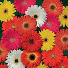 Affordable and search from millions of royalty free images, photos and vectors. Gerbera Daisy Colorbloom Flower Seed Mix