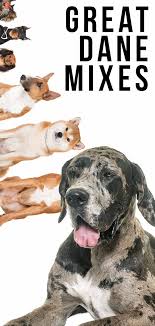 Great Dane Mixes Check Out These Large And Unique Hybrid Dogs
