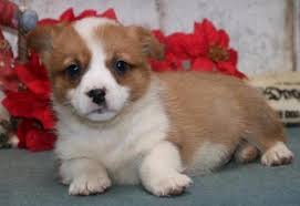 Corgi's puppies available throughout the year. Lovable Pembroke Welsh Corgi Pups For Sale For Sale In Mount Vernon Ohio Classified Americanlisted Com