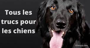 Dresser Un Chien 10 Trucs De Dressage Dresser Un Chien Chien Laver Son Chien