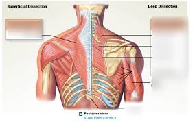 Back pain treatment many individuals will not need extensive treatment for back pain. Deep Back Muscle Diagram Quizlet