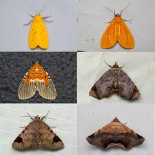 Image result for Vernonia centaureoides