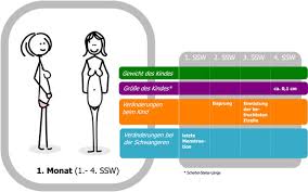 Hallo ihr lieben, ich hatte am 24.04/25.04 vermutlich meinen eisprung. 4 Schwangerschaftswoche 4 Ssw Einnistung Nidation Fruhe Schwangerschaft Keimblatter
