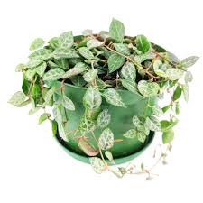 Image result for Ceropegia elongata