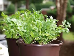 After several days, it's still thriving on my porch. Growing Cilantro Indoors How To Plant Instructions