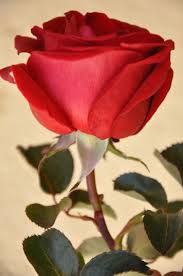 The Stuff Makes Me Happy The 20 Most Beautiful Flowers In The World Most Beautiful Flowers Beautiful Roses Flowers