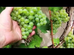 14 Videos Pour Savoir Comment Reussir La Taille De La Vigne Et Des Arbres Fruitiers Bio Abricotiers Cerisiers Pechers Poiriers Pommiers Pruniers Vignes D