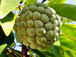 Maybe you would like to learn more about one of these? Custard Apple Plant Buy Custard Apple Plant In Udaipur Rajasthan India