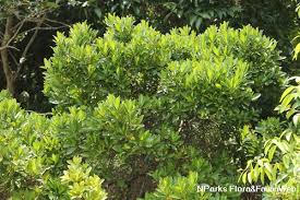 Image result for Rapanea