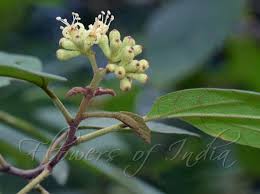 Image result for Cordia monoica