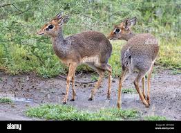 Image result for Centemopsis kirkii