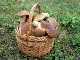 Przewidywane zbiory to od 5 do nawet 7 kilogramów grzybów. Uprawa Grzybow W Domu I Ogrodzie Deccoria Pl