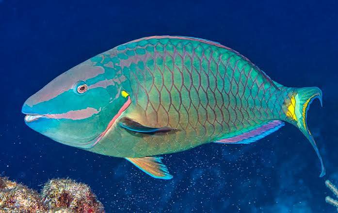 Stoplight parrotfish | Mote Marine Laboratory & Aquarium