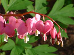 Bleeding Heart One Of My Favorite Blooms Very Early Spring In Pa Bleeding Heart Bloom Flowers