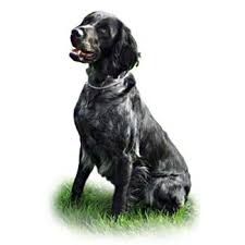 Image result for německý ohař dlouhosrstý