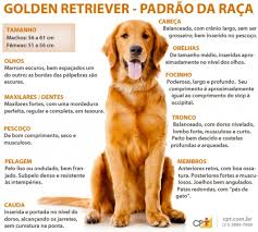 Racas De Cachorro Golden Retriever Cursos A Distancia Cpt