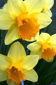 Pin On I Love Spring
