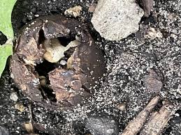 Image result for Scleroderma polyrhizon