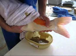 Explore what do koi fish eat, diet by the difference between the kinginrin classification and the hikari utsuri is that the kinginrin koi have a sparkle appearance, which opposes the metallic look of the hikari utsuri. Japanese Koi Spawning Youtube