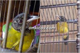 Check spelling or type a new query. Merawat Burung Samyong Agar Rajin Berkicau Om Kicau
