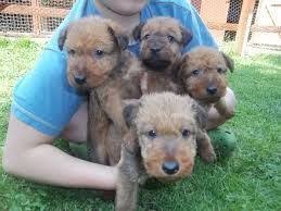 Enter your email address to receive alerts when we have new listings available for irish terrier puppies for sale. Irish Terrier Puppies For Sale Los Angeles Ca 173851