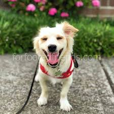 Chihauhua Corgi Karisimi Veterinerler Tarafindan Incelendi Kacinilmasi Icin 3 Neden Karma Cins Kopekler