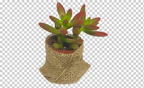 A common trait among cacti of different species is their spiny or prickly exterior. Succulent Plant Houseplant Plants Cactus El Taller Del Encanto Types Of Aloe Plants Wedding Cactus Plants Png Klipartz