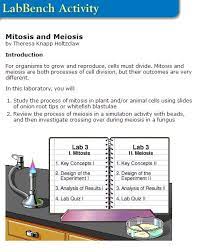 Some of the worksheets displayed are lizard evolution lab answer key, lizard evolution virtual lab, hhmi lizard evolution virtual lab answer key ebook, . Mitosis Meiosis Virtual Lab Classroom Science Experiments Mitosis Interactive Science Notebook