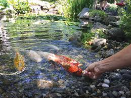 All these creatures feed on the water in the pond, so if you have plants and flowers around your yard, then these will also attract mosquitoes. Natural Ponds Attract Wildlife To Your Water Garden Pond Trade Magazine